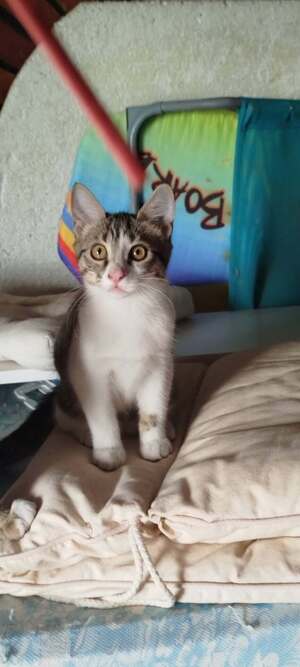 Adopter BARBARA
