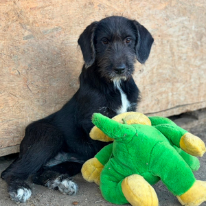 Adopter OHANA