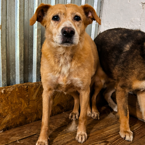 Adopter Colette