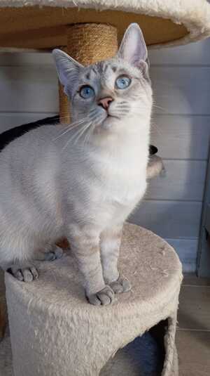 Adopter CHAÏ