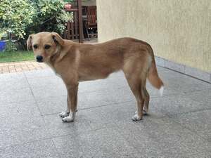 Adopter Jade