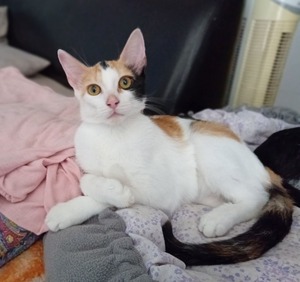 Adopter Baya
