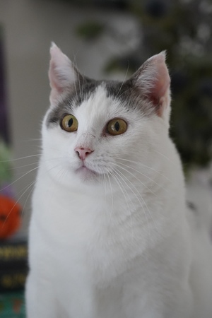 Adopter Tofort