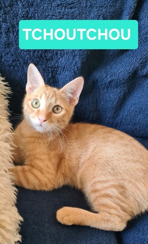 Adopter Tchoutchou 