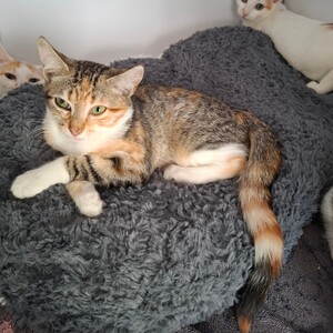 Adopter BACCARA