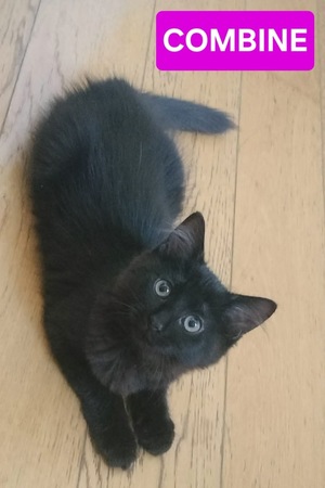 Adopter COMBINE 