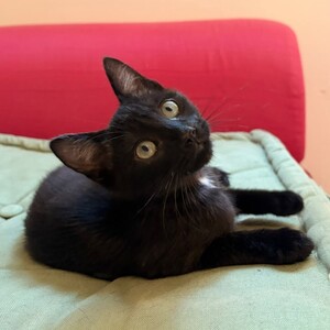 Adopter CARAPUCE