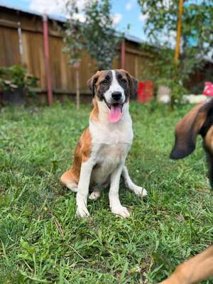 Adopter CALENDULA