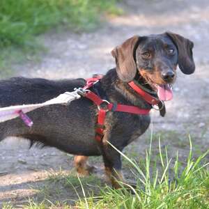 Adopter Thalie