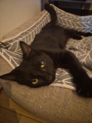 Adopter Boston