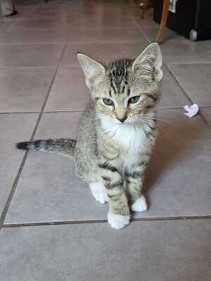 Adopter Benson