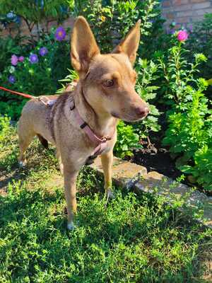Adopter Gera