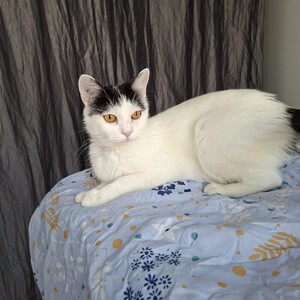 Adopter BAHAMAS