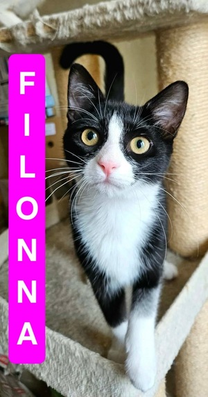 Adopter Filonna