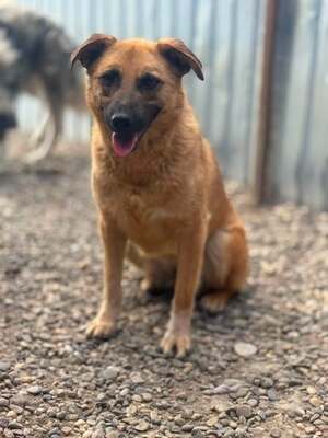Adopter Janka