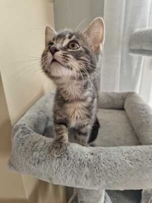 Adopter Chocominette