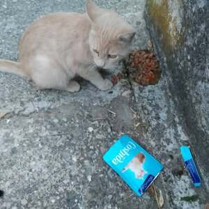 Adopter Césat