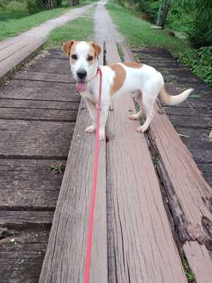Adopter Giron