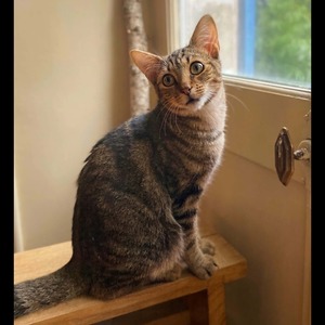 Adopter Gino