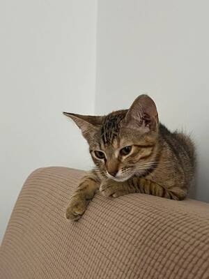 Adopter Myra