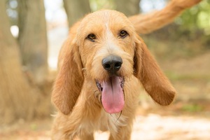Adopter PLUTO