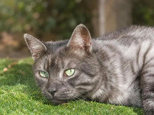 Adopter Smoky