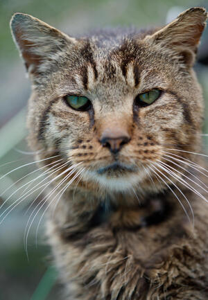 Adopter Tiger
