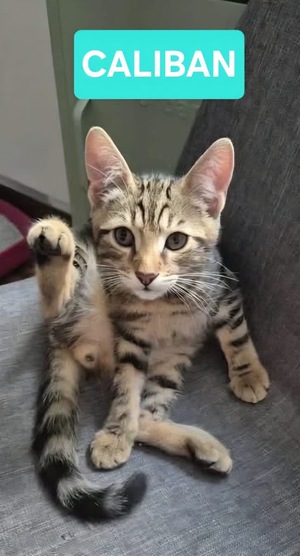 Adopter CALIBAN