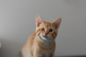 Adopter Tharsis