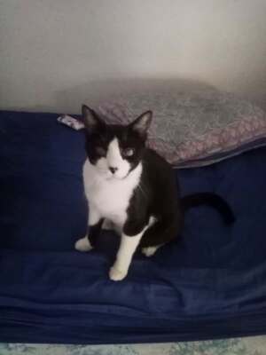 Adopter Eliott