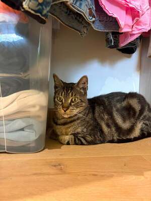 Adopter Pandora
