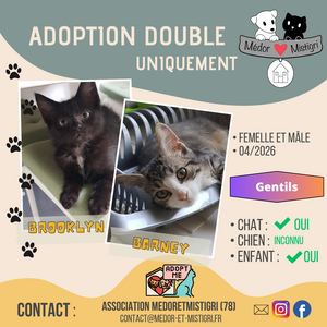 Adopter BROOKLYN et BRADLEY 