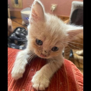 Adopter ARAGON