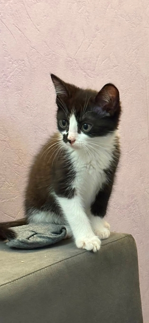 Adopter Oreo