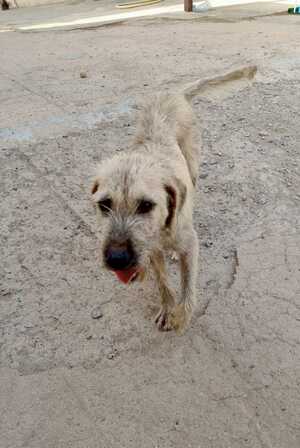 Adopter Poncho