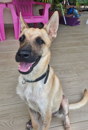 Adopter Ulysse