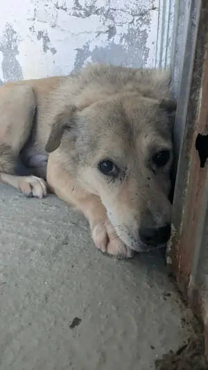 Adopter Lemon