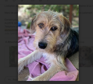 Adopter ROMEO, à adopter!!