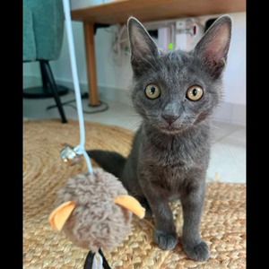 Adopter POUPIE