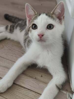 Adopter Brigand