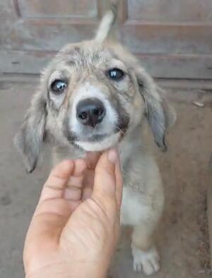 Adopter Sparky