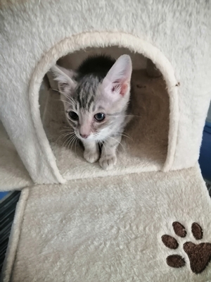 Adopter BLINI