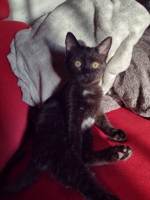 Adopter Bagheera