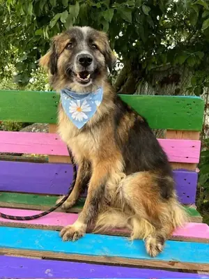 Adopter Brooklyn