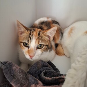Adopter BELOTE