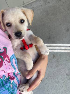 Adopter Samy
