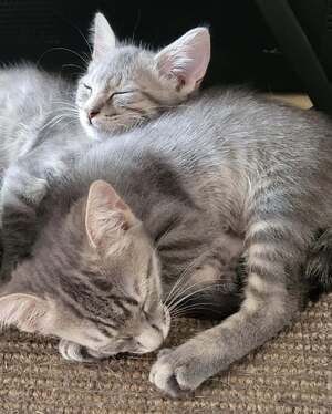 Adopter Bluebell