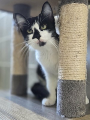 Adopter Clairette