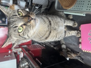 Adopter Aiko