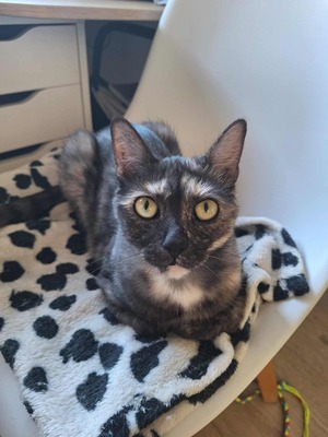 Adopter Biscuit